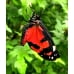 Scarlet Tiger Moth dominula 100 eggs SPECIAL PRICE! 